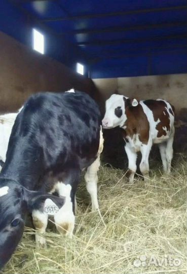Бычки на откорма от 1 до 4х месяцев