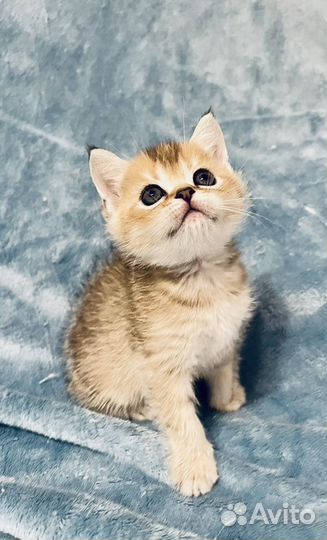 Девочка шотландская