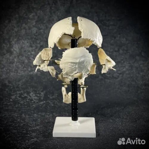 Анатомическая модель кости черепа человека