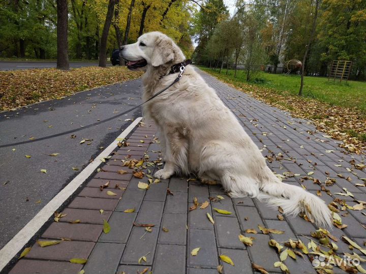 Передержка домашних животных/выгул собак