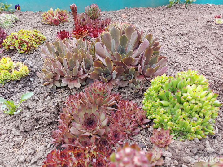 Молодило (каменная роза)