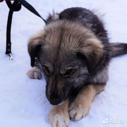 Собака ищет лучший дом на свете