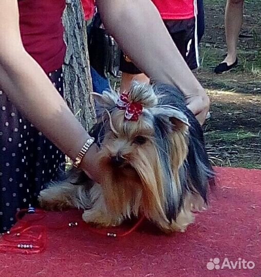 Йорк ищет девочку для вязки