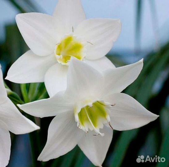 Амазонская лилия