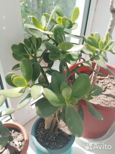 Сансевиерия