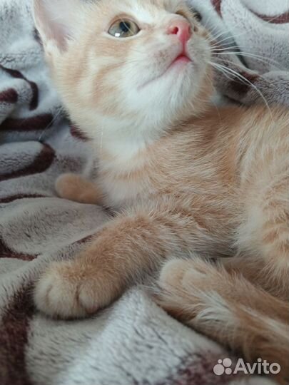 Отдадим в ответственные руки кошечку и котика