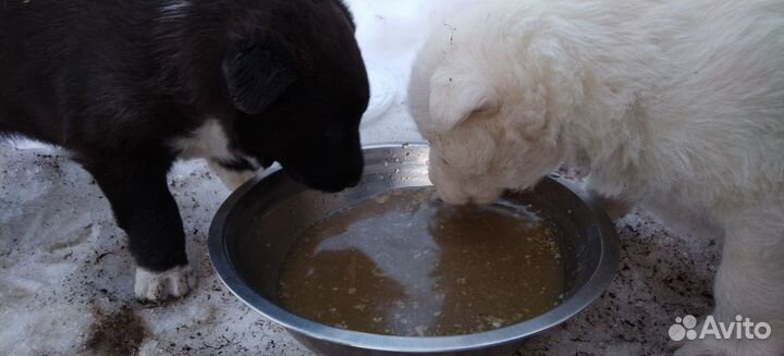 Щенки Помесь немецкой овчарки с лайкой