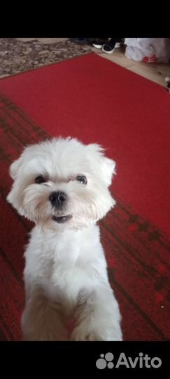 Мальтезе вязка