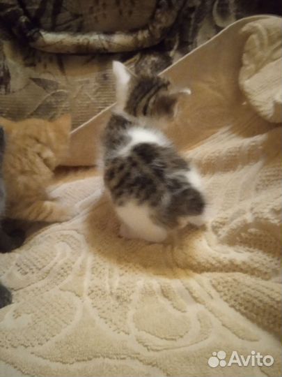 Кошка