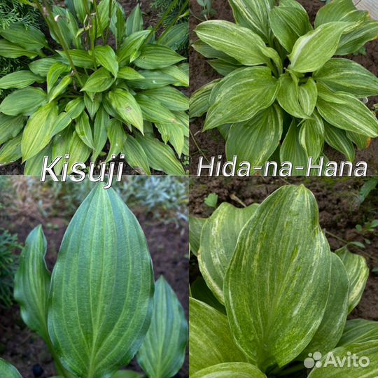 Хосты из моего сада