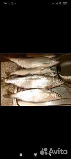 Свежая рыба