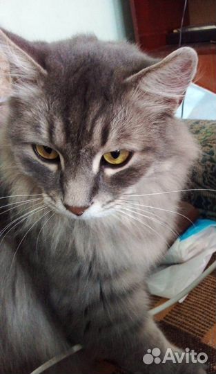 Отдам кота в добрые руки