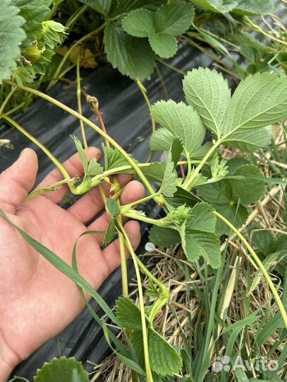 Усы и воздушка клубники