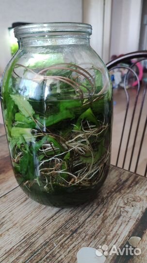 Растения в аквариум