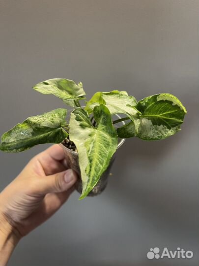 Сингониум жаде