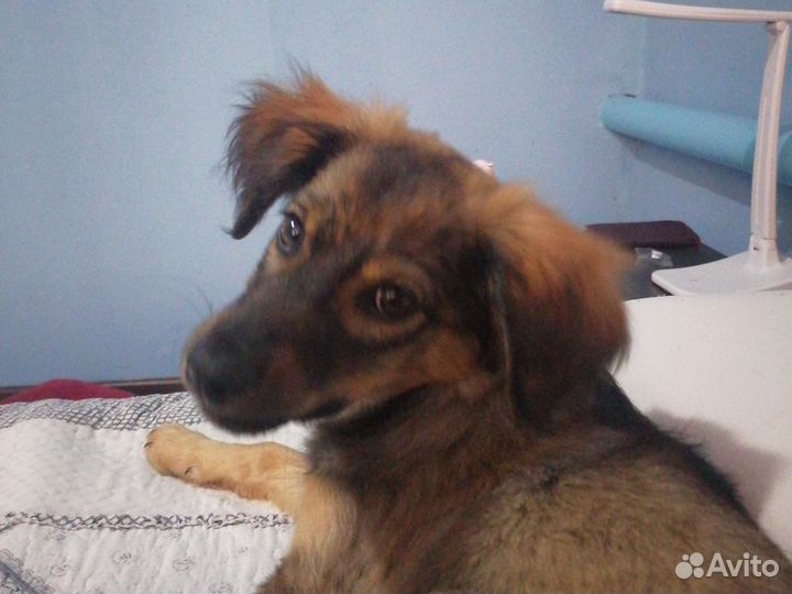 Собака в добрые руки щенок