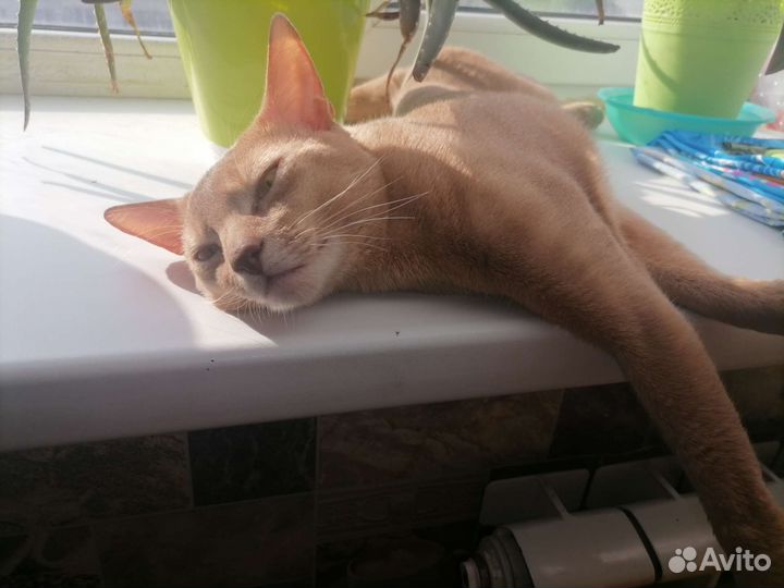 Абиссинец (вязка)