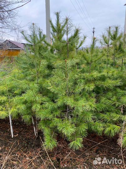Кедр саженцы, домашний питомник. от 10 лет