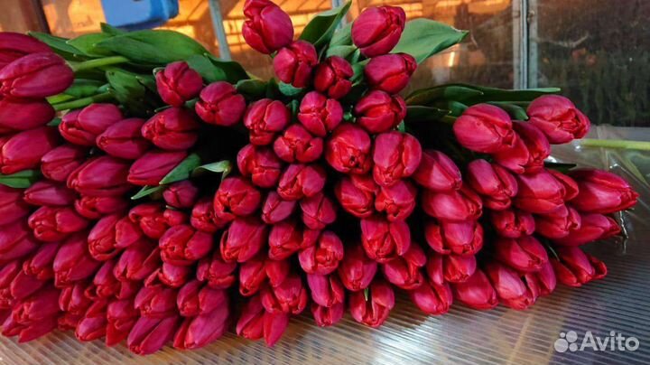 Тюльпаны розница опт