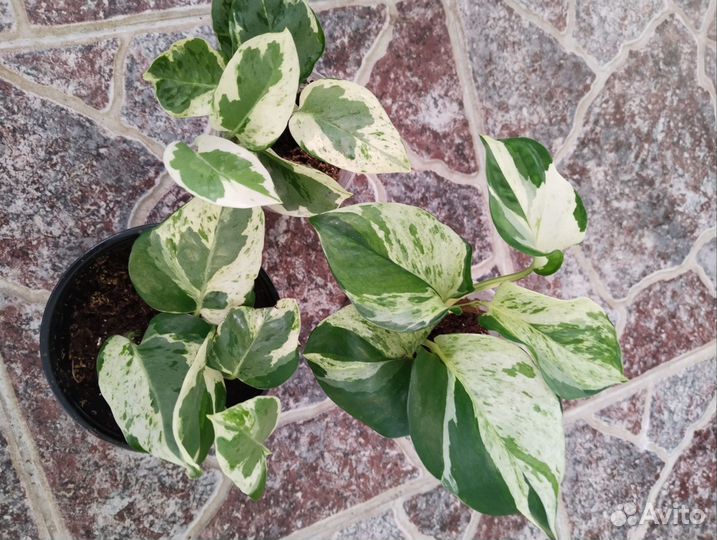 Эпипремнум/сциндапсус