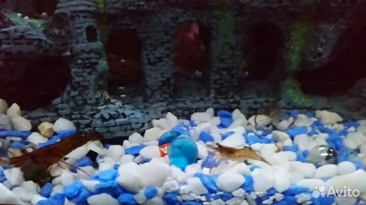 Креветки макробрахиум