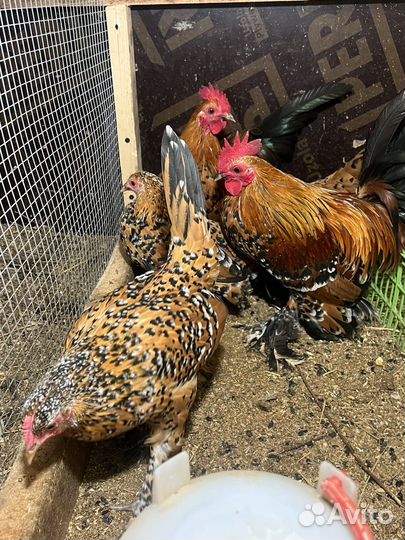 Домашняя птица