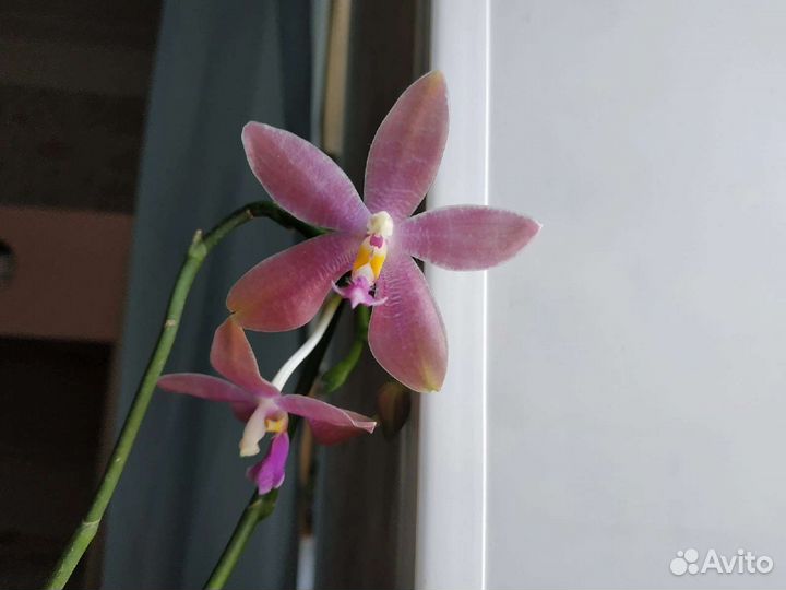 Орхидея фаленопсис