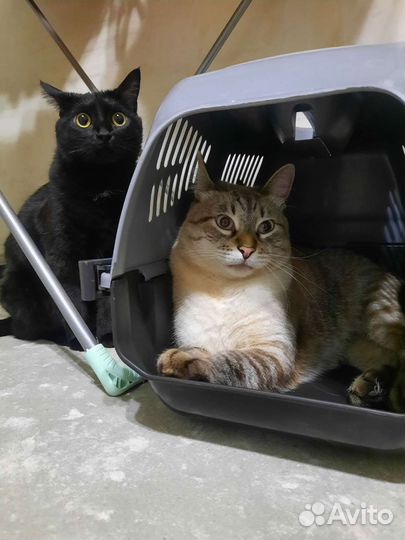 Передержка кошек домашняя