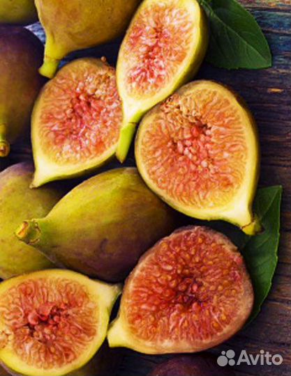 Саженцы инжира