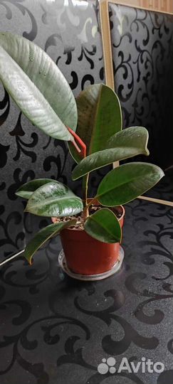 Фикус каучуконосный