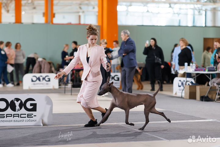 Услуги хендлера