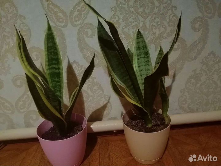 Сансевиерия Блэк Голд