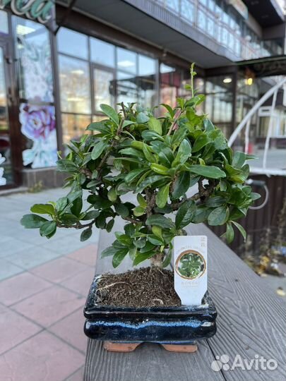 Бонсай -японское дерево