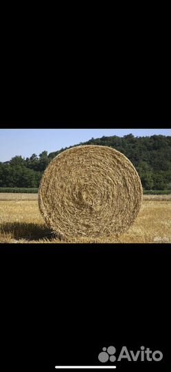 Солома ячменная в рулонах