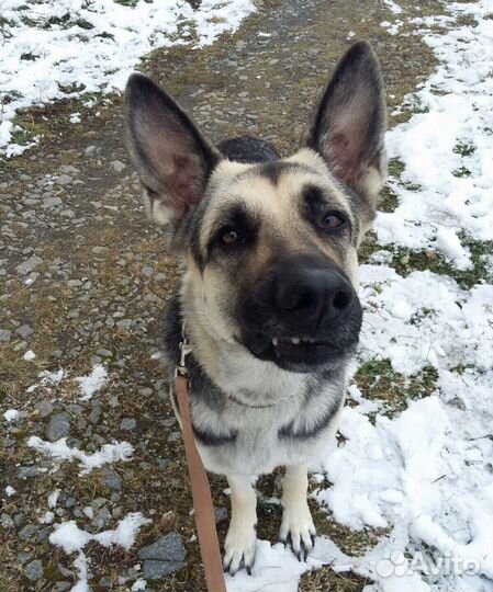 Домашняя гостиница для собак. Догситтер