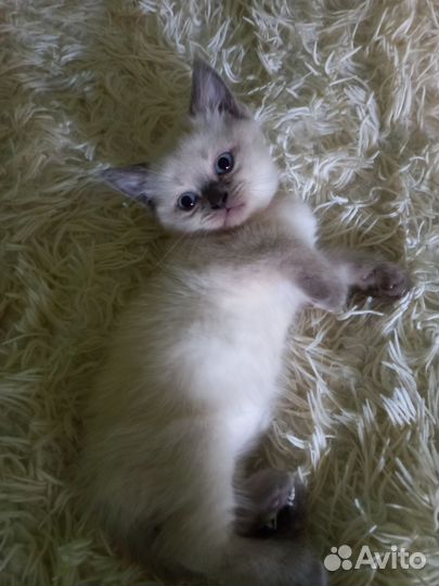 Шотландская кошечка
