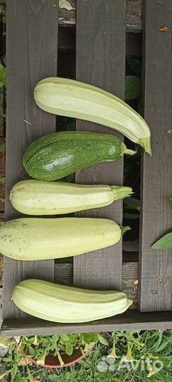Продам свежие кабачки