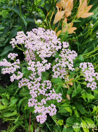 Тысячелистник саженцы