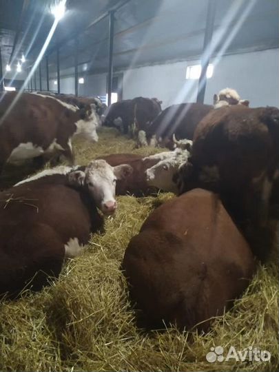 Нетели герефорда