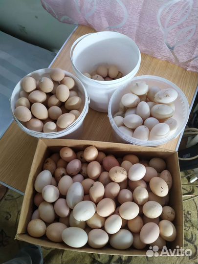 Домашние куриные утиные яйца