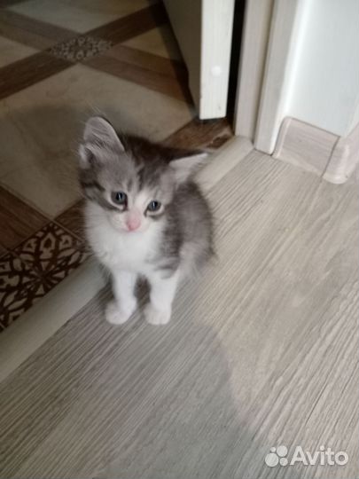 Кошки