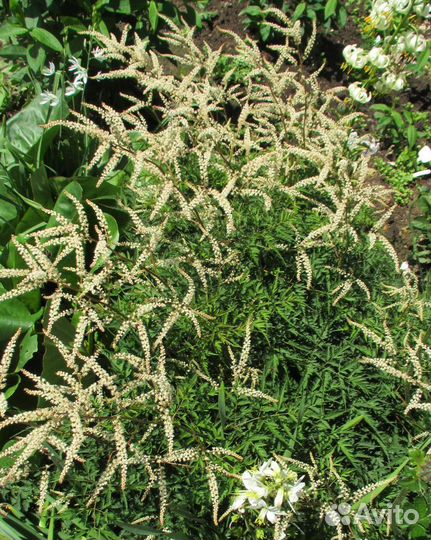 Волжанка (арункус) Вольдемар Мейер