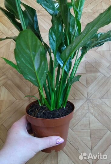 Спатифиллум Даймонд вар /Spathiphyllum Diamond var