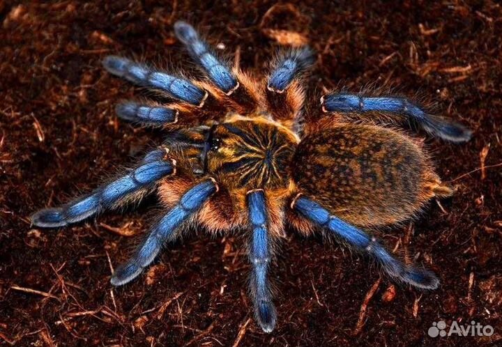 Пауки-птицееды, скорпионы, сколопендры