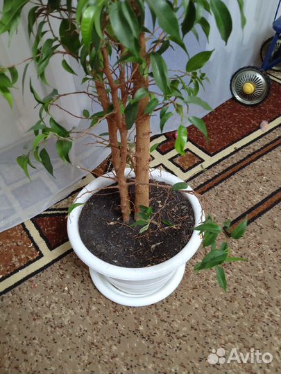 Фикус бенджамина