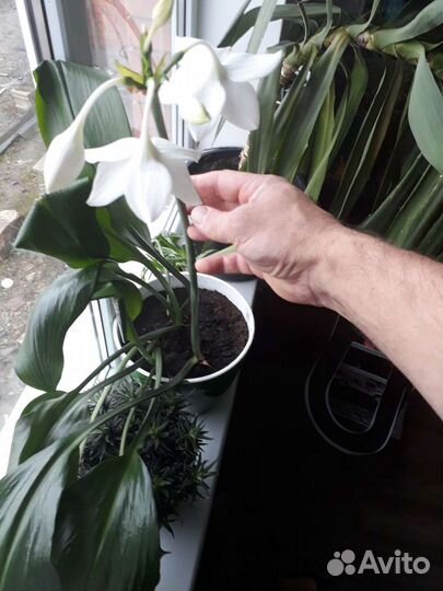 Эухарис амазонская лилия