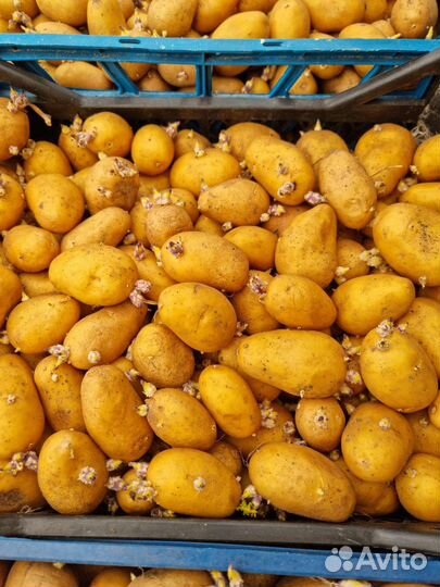 Семенной картофель голландка