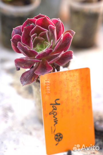 Эониумы разные