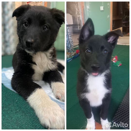 Собака в добрые руки отдам бесплатно щенки