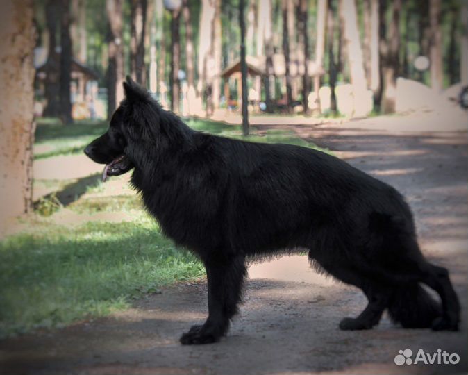 Немецкая овчарка вязка
